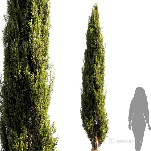 Tall Evergreen Arbor Trees With Human Silhouette For Height Reference And Lush Foliage 3d model 