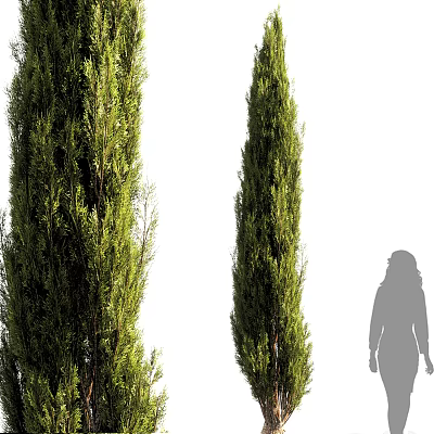 Tall Evergreen Arbor Trees With Human Silhouette For Height Reference And Lush Foliage 3d model