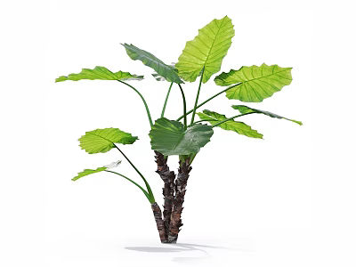 Lush Tropical Plant with Large Green Leaves and Brown Stems for Indoor Decor 3d model
