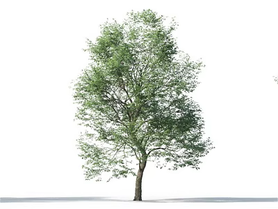 Lush Green Tree With Thick Trunk And Dense Foliage Against White Background 3d model
