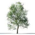 Lush Green Tree With Thick Trunk And Dense Foliage Against White Background