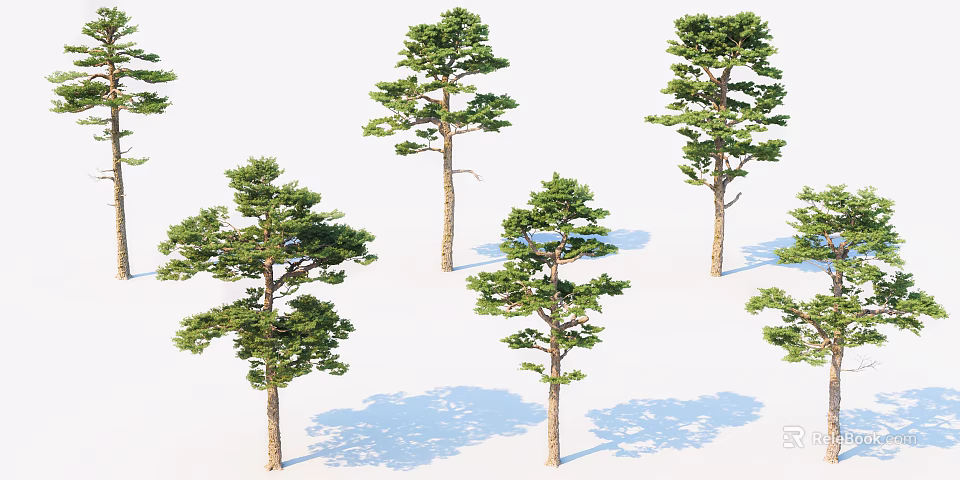 Green Arbor Trees With Lush Foliage And Natural Shadows In White Background 3d model 