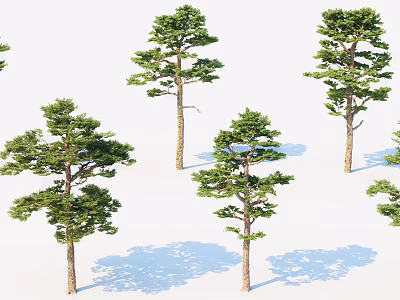 Green Arbor Trees With Lush Foliage And Natural Shadows In White Background 3d model