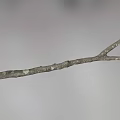 Shrub Branch with Rough Bark Texture in Natural Outdoor Environment 3d model
