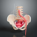 Detailed 3D Human Pelvis Anatomy Model Showing Internal Organs Spine And Blood Vessels