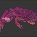 Detailed 3D Frog Model Displaying Organ Structures And Skin Texture Features