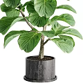 Bonsai Potted Fiddle Leaf Fig Plant With Green Leaves Trunk And Black Pot