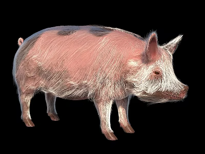 Pink Pig With Black Spots 3D Rendered Standing On Black Background Realistic Fur Texture 3d model
