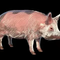 Pink Pig With Black Spots 3D Rendered Standing On Black Background Realistic Fur Texture