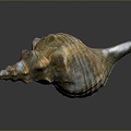 conch bone snail snail field snail shellfish marine animal fish freshwater fish marine fish animal 3d model