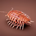 Modern insect beetle 3d model