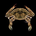Close Up View Of Crab With Large Claws And Detailed Shell On Black Background