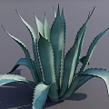 Lush Agave Bonsai Potted Plant with Long Blue-Green Leaves Spiky Edges and Natural Shadows
