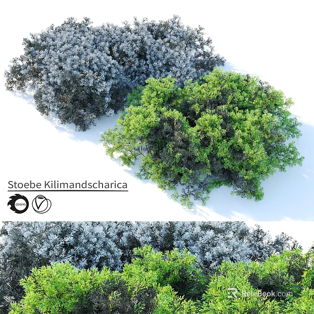 Garden Ornamental Shrubs Stoebe Kilimandscharica With Green And Gray Foliage For Outdoor Garden 3d model 