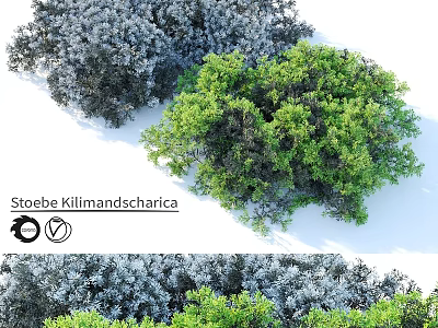 Garden Ornamental Shrubs Stoebe Kilimandscharica With Green And Gray Foliage For Outdoor Garden 3d model