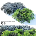 Garden Ornamental Shrubs Stoebe Kilimandscharica With Green And Gray Foliage For Outdoor Garden