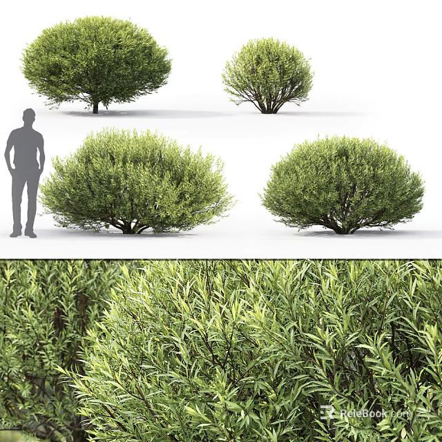 Lush Green Shrubs With Various Sizes Foliage Details And Human Scale 3d model 