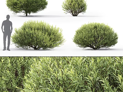 Lush Green Shrubs With Various Sizes Foliage Details And Human Scale 3d model