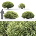 Lush Green Shrubs With Various Sizes Foliage Details And Human Scale