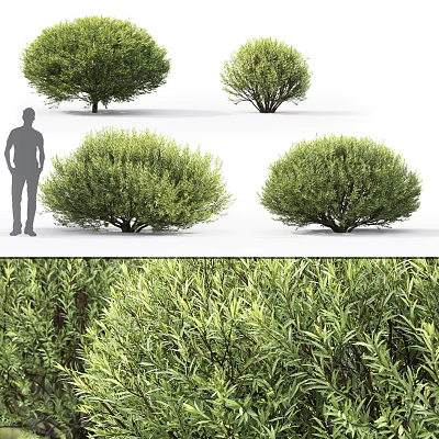 Shrubs 3d model Shrubs 3d model
