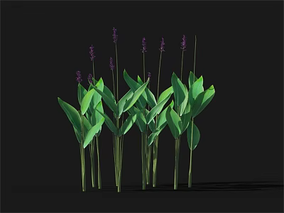 Vibrant Purple Flowers With Lush Green Leaves On Black Background 3d model