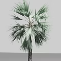 Tall Palm Tree With Fan Shaped Green Leaves And Textured Trunk Isolated On Black Background