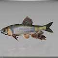 Vibrant Colorful Fish With Red Fins Blue Scales And Yellow Tail On Dark Background