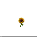 Vibrant Yellow Sunflower Plant with Brown Disk and Green Stem Leaf