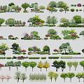 Arbor Trees With Various Species And Seasonal Foliage In Landscape Design