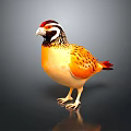 Vibrant Quail Bird With Orange Yellow Plumage And Red Black Striped Head Standing