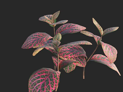 Vibrant Colorful Plant Leaves with Pink and Green Veins on Black Background 3d model