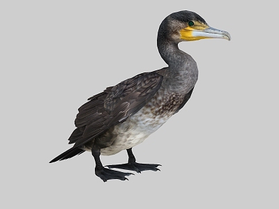 Osprey animation cormorant water duck grass duck eagle water bird 3d model