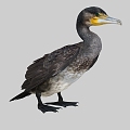 Osprey animation cormorant water duck duck grass duck eagle water bird bird bird 3d model