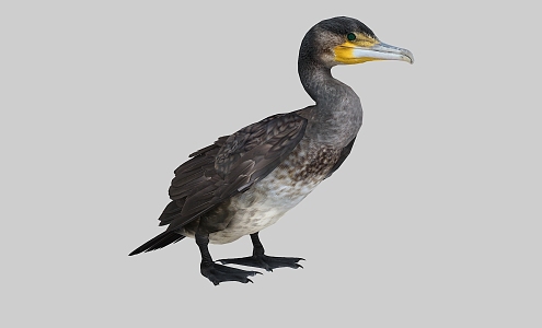 Osprey animation cormorant water duck grass duck eagle water bird 3d model