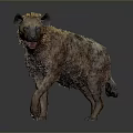 Scruffy Brown Black Hyena Walking On Gray Background With Open Mouth