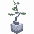 Bonsai Plant With Curved Trunk Fresh Green Leaves In Square Gray Pot On Stone Pedestal