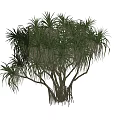 Lush Tropical Shrub With Dense Green Leaves And Slender Branches For Outdoor Gardens