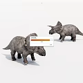 Two Triceratops Dinosaur Models With Detailed Features On White Background 3d model