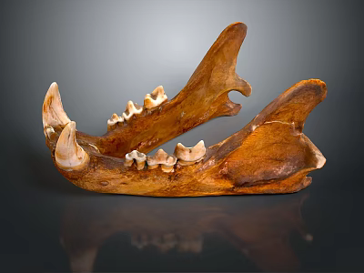 Brown Animal Mandible With Sharp Teeth And Skeletal Structure On Dark Background With Reflection 3d model