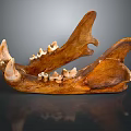 Brown Animal Mandible With Sharp Teeth And Skeletal Structure On Dark Background With Reflection