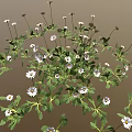 Small White Daisy Plants with Green Leaves Forming Natural Flower Patch