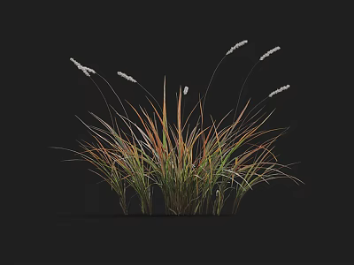 Herbaceous Plants with Slender Leaves Green and Orange Gradient White Spikelets on Black Background 3d model