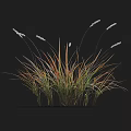 Herbaceous Plants with Slender Leaves Green and Orange Gradient White Spikelets on Black Background