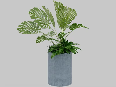 Indoor Potted Plant With Large Green Split Leaves In Gray Concrete Pot 3d model