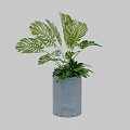 Indoor Potted Plant With Large Green Split Leaves In Gray Concrete Pot