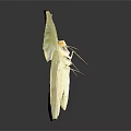 Vibrant Yellow Butterfly With Brown Edged Wings On Dark Background And Reflection