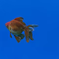 Vibrant Orange and Red Goldfish Swimming in Blue Water with Flowing Tail and Fins