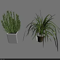 Hanging Basket Plants With Long Green Leaves And White Square Potted Plant