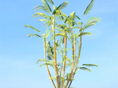 Lush Palm Shrub With Green Fronds Against Clear Blue Sky 3d model