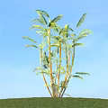Lush Palm Shrub With Green Fronds Against Clear Blue Sky